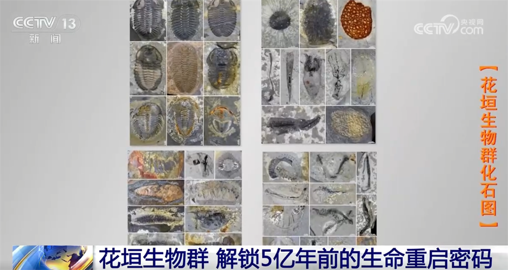 一起“涨”知识！世界级化石“宝藏”花垣生物群解锁5亿年前生命